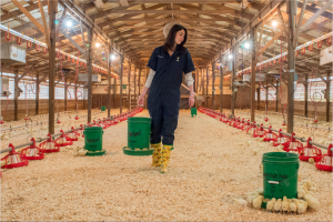 Veterinarian Seiche Genger, a first year resident in the poultry health management program at the College of Veterinary Medicine, carries a supplemental feeder down the center aisle of the chick-filled teaching animal unit poultry house Tuesday morning, Feb. 10, 2015. Genger is conducting a study to determine if the lesions associated with femoral head necrosis, an osteopathology commonly associated with lameness in poultry, are being artificially induced by the necropsy techniques currently being used or if they are truly a result of pathologic changes in the metaphyseal region of the femur. "There is a lot of argument in the veterinary field if [these lesions] are truly indicative of femoral head necrosis or not because we find that samples submitted from the field that have been positively identified with femoral head necrosis to our laboratory here, and other diagnostic labs, histopathologically don't indicate such lesions," said Genger. By: Caide Wooten